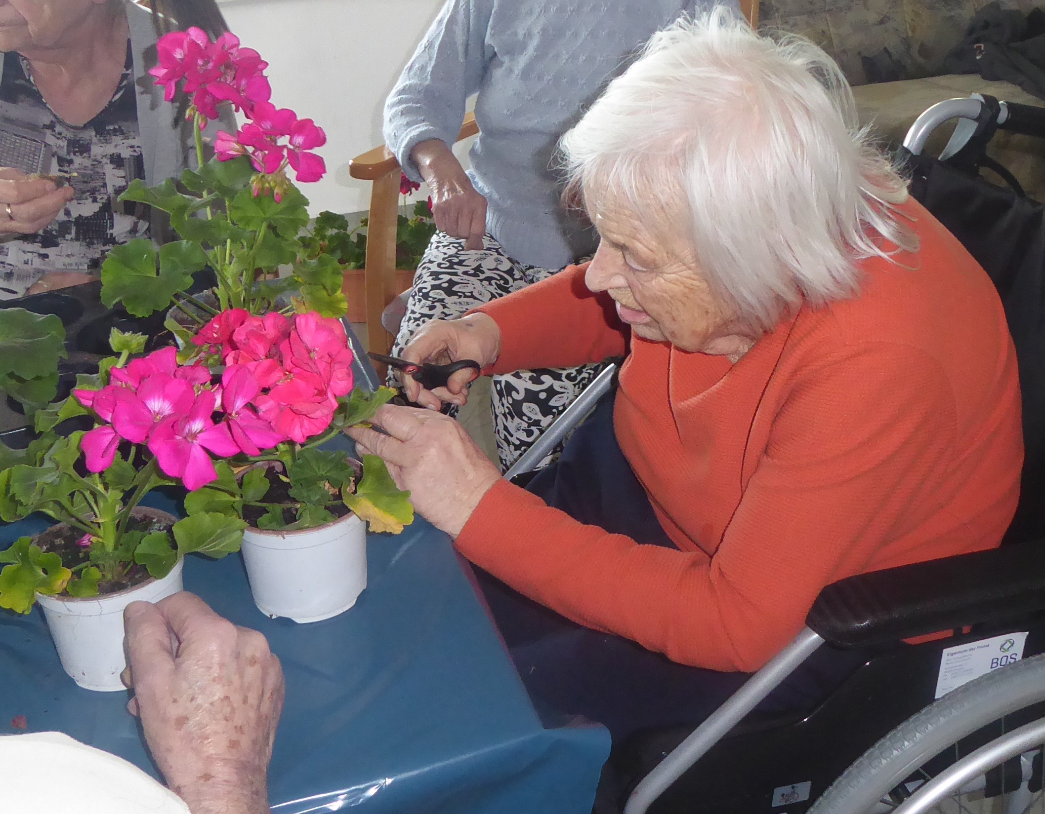 Bewohnerin pflegt die Geranie